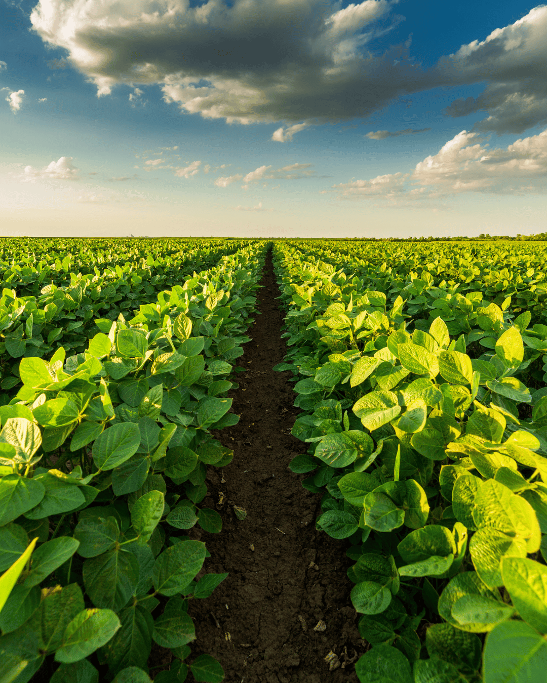 Imagem de produção e industrialização